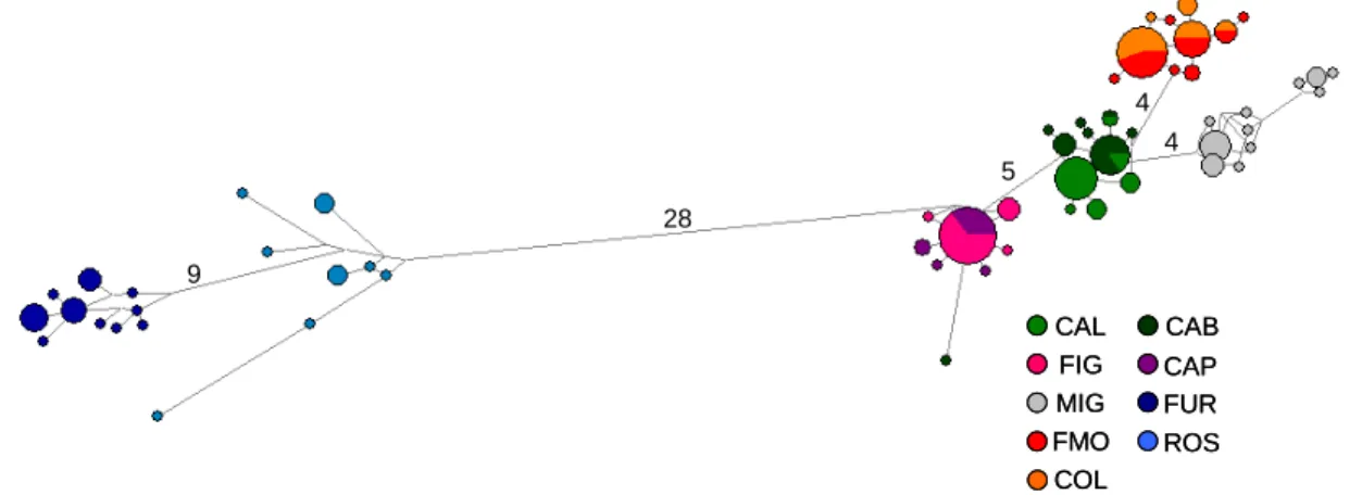 Fig. 4.5. Median-joining network of 181 sequences of H. diversicolor COI. Linkers connecting  haplotypes are approximately proportional to the number of mutations