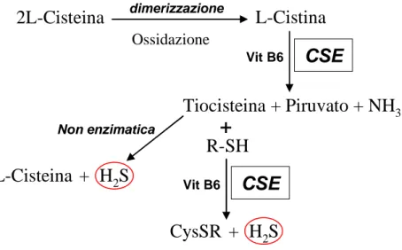 Figura 3: Seconda via biosintetica 