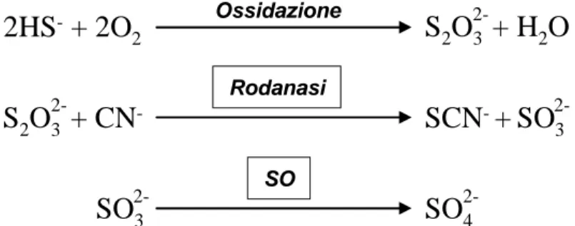 Figura 6: Catabolismo di H 2 S nei mitocondri 
