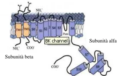 Figura 11: Struttura del canale ionico e la sua caratteristica conformazione composta  da  due  subunità  (alfa  e  beta)