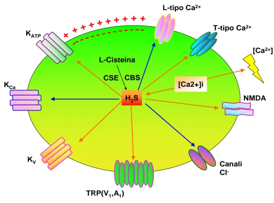 Figura 12: Gli effetti dell’H 2 S sui canali ionici. Gli effetti stimolatori sono indicati con le  frecce rosse e riguardano i canali K ATP  e K V , i canali T per il Ca 2+  ed i recettori TRPV 1  e  NMDA