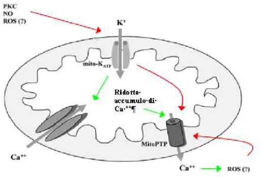 Figura  15:  Schema  sul  meccanismo  di  apertura  dei  canali  mito-KATP.  Le  linee  rosse  indicano una attivazione, le verdi una inbizione e quelle grigie il flusso di ioni 