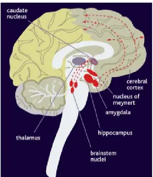 Figura 5.2: Le vie dell'acetilcolina a livello cerebrale. 
