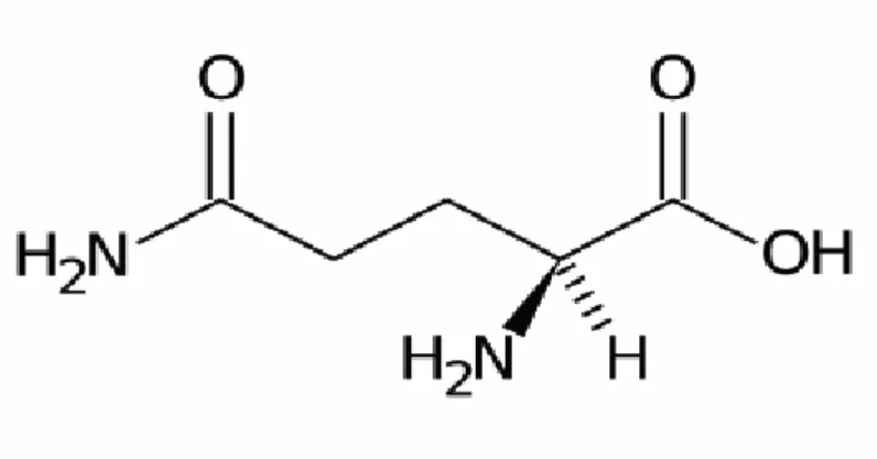 Figura 5.3: Struttura molecolare della glutammina. 