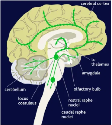 Figura 5.4: Le vie noradrenergiche a livello cerebrale. 