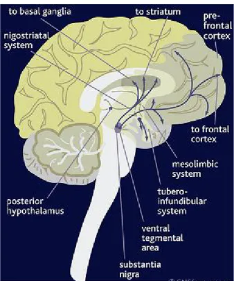 Figura 5.6: Le vie dopaminergiche a livello cerebrale. 