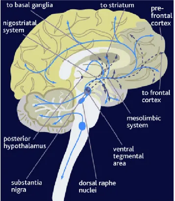 Figura 5.8: le vie serotoninergiche a livello cerebrale. 