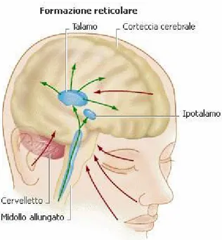 Figura 5.11: La formazione reticolare è una struttura profonda  dell’encefalo, ha funzione di smistamento e filtrazione delle informazioni 