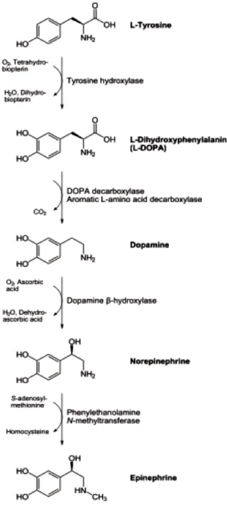 Figura 6.3: I passaggi della biosintesi della dopamina 