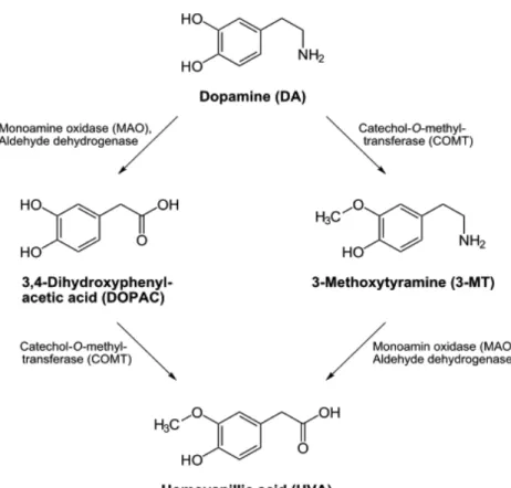 Figura 6.4: Vie di degradazione della dopamina 