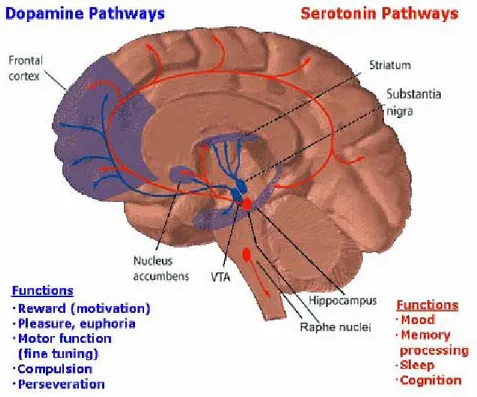 Figura 6.5: Le principali vie della dopamina  a livello encefalico 