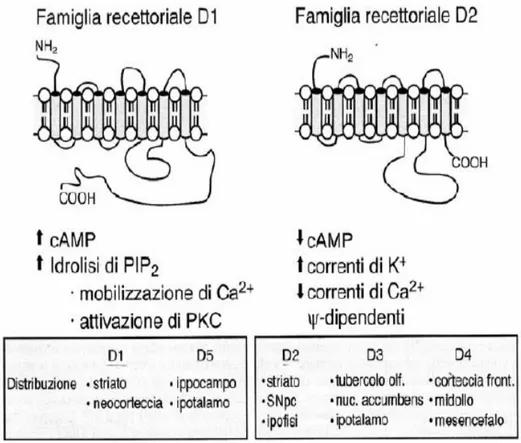 Figura 6.6: caratterizzazione delle due principali classi di recettori  dopaminergici, meccanismo d’azione e distribuzione 