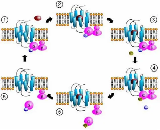 Figura 6.7: meccanismo di funzionamento delle proteine G.  