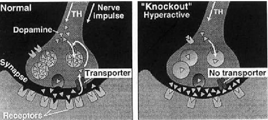Figura 6.1: Vie dopaminergiche normali e vie dopaminergiche iperattive 