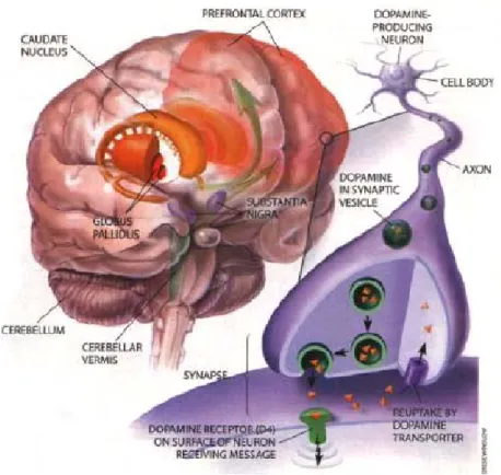 Figura 6.2: Principali vie dopaminergiche e sintesi, immagazzinamento,  liberazione e ricaptazione della dopamina