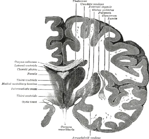 Figura 7.7: I gangli della base visti attraverso una sezione trasversale  dell’encefalo 