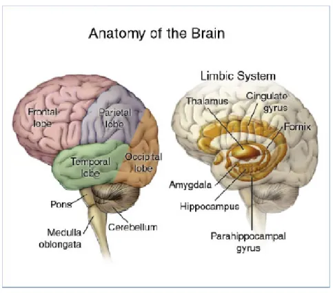Figura 7.9: L’ippocampo all’interno del sistema limbico 