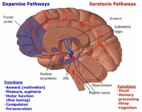 Figura 7.10: Rappresentazione delle vie nervose dopaminergiche e  serotoninergivhe