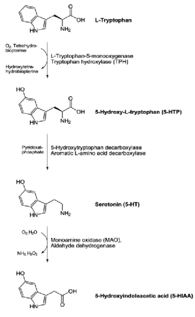 Figura 7.12: Biosintesi della serotonina 