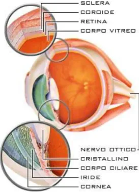 Fig. 3 Struttura dell’occhio in sezione antero-posteriore con stratificazione  dettagliata della parete, del segmento anteriore e posteriore 