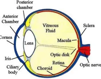 Fig. 21 Struttura dell’occhio con canale ialoideo 