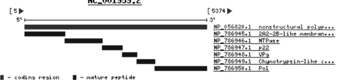 Figura  1.6.  Rappresentazione  schematica  della  sequenza  codificante  della  ORF1,  sono  rappresentati  i  punti  di  taglio  (cleavage)  che  generano  le  sei  proteine  mature