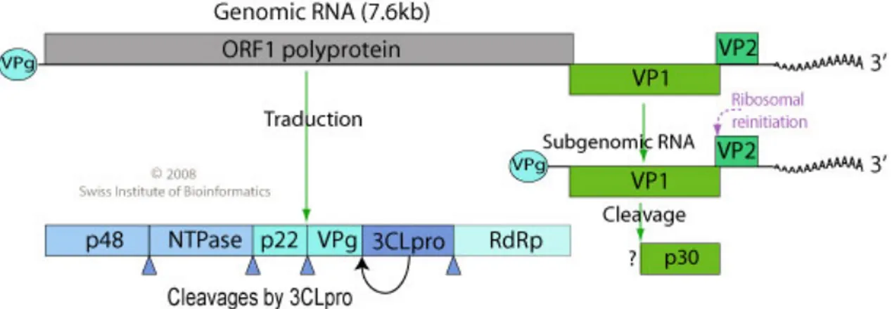 Figura  1.9.  RNA  genomico  di  Norovirus:  lineare,  monopartitico,  a  singolo  filamento  di  senso positivo, di dimensioni comprese tra 7.3 e 8.3 kb