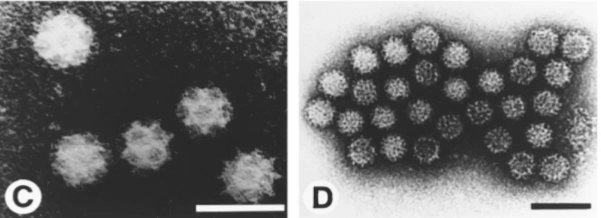 Figura 1.1. C e D fotografia in contrasto negativo di Norwalk-like Virus di estratti di feci  umane