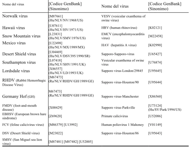 Tabella  1.2.  Codici  GenBank  dei  ceppi  utilizzati  per  lʼalbero  filogenetico  dei  Virus  di  cui  si  sospettava lʼappartenenza alla Famiglia Caliciviridae