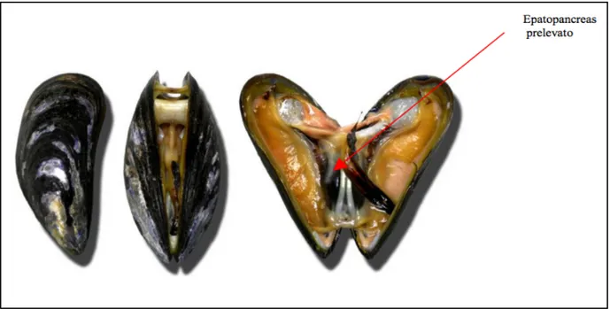 Figura 3.1. Epatopancreas prelevato da campioni di mollusco 