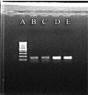 Figura  2.  Amplificato  del  plasmide  HAV.  A:  100bp  DNA  Ladder;  B  e  C:  amplificato  dellʼRNA virale dellʼHAV retrotrascritto ed amplificato; C e D amplificato del plasmide  contenente lʼinserto per lʼHAV