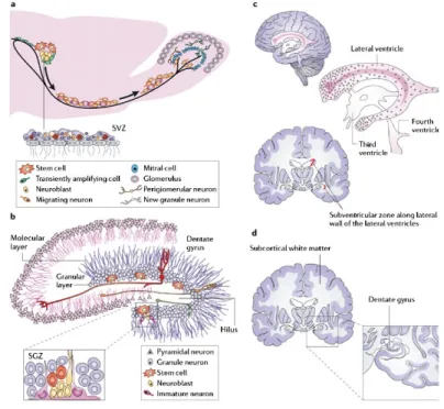 Figura  3.  Rappresentazione  schematica  della  localizzazione  e  struttura  della  zona  subventricolare (SVZ) e subgranulare (SGZ) del cervello adulto nei roditori e nell’uomo