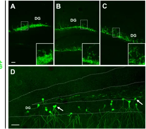 Figura  2:  Immunofluorescenza  contro  la  GFP,  eseguita  su  sezioni  coronali  di  ippocampo  di  topo  adulto trapiantato con cellule Cor1 GFP pre-differenziate,  a 6 (A), 24 (B) 72 (C) ore e una settimana  (D) dopo il trapianto
