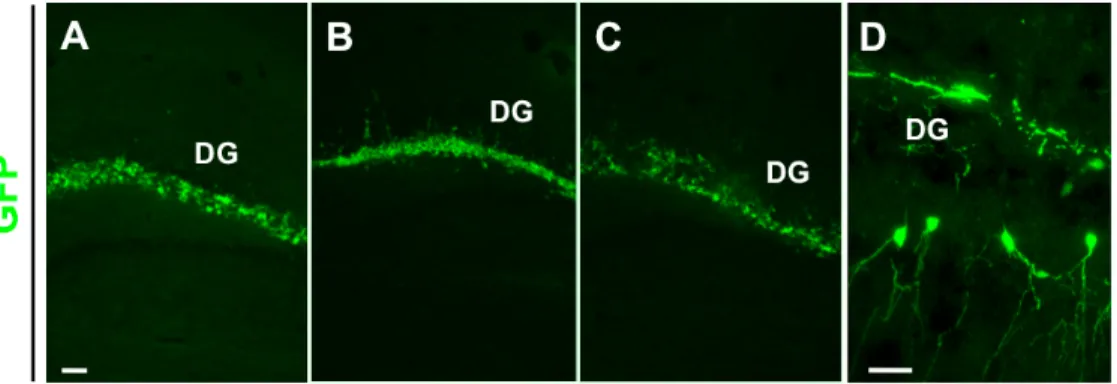Figura 3: Sezioni coronali di ippocampo di topo adulto trapiantato con cellule Cor1 GFP proliferanti e  processate mediante  Immunofluorescenza contro la GFP a 6 (A), 24 (B) 72 (C) ore e una settimana (D)  dopo il trapianto