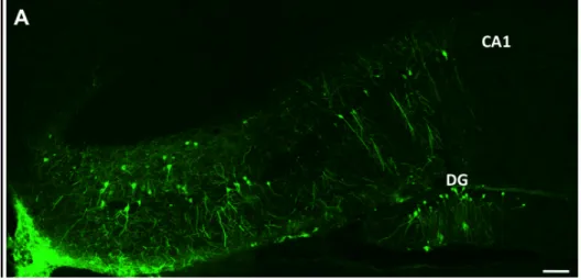 Figura 4: Sezione coronale di ippocampo di topo adulto trapiantato con cellule NS derivate da ES LC1  GFP  pre-differenziate  e  processate  contro  la  GFP  un  mese  dopo  il  trapianto