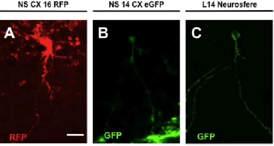Figura 8: Ingrandimenti di sezioni coronali di ippocampi di topi 129 s/v adulti trapiantati con NS fetali  CX  16  RFP  (A),  14  CX  GFP  (B)  e  neurosfere  L14  GFP  (C)