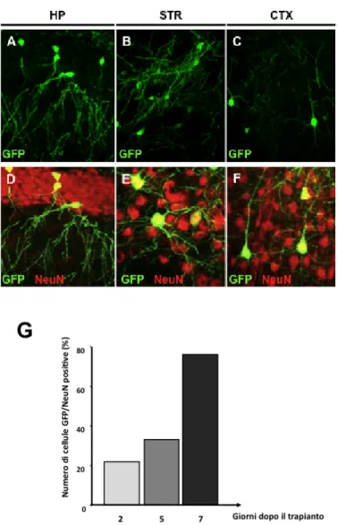 Figura 10: Immagini di immunoistochimica in fluorescenza che mostra la morfologia di cellule Cor1  GFP  dopo  trapianto  in  ippocampo  (A),  striato  (B)  e  corteccia  (C)  di  topi  adulti