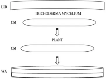 Fig. 2 - Schema del sistema a membrane realizzato in piastra: le plantule sono state adagiate su una membrana  sterile di cellophane (CM) posta su WA e il fungo, cresciuto in precedenza su una membrana di cellophane posta  invece su PDA, è stato prelevato 