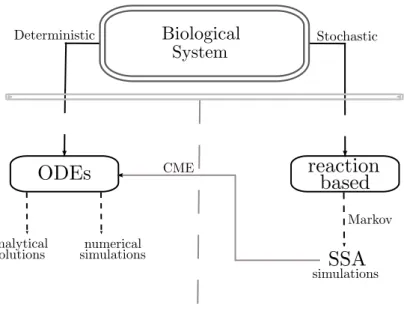 Figure 1.1: The modeling schema in Systems Biology.
