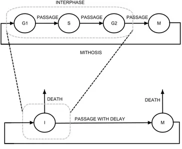 Figure 3.6: A model of the cell cycle with a delay.