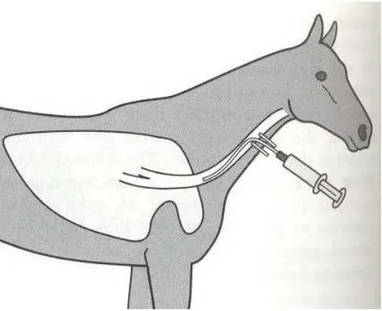 Figura  1  –  Tecnica  per  aspirato  tracheale  nel  cavallo  (Taylor  e  Hillyer,  1997, modificato)