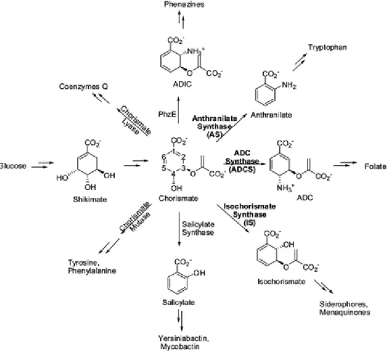 Figura  1: Il  corismato  è  un  composto  centrale  nel  metabolismo  di    batteri,  piante,  funghi  e  parassiti  apicomplexa