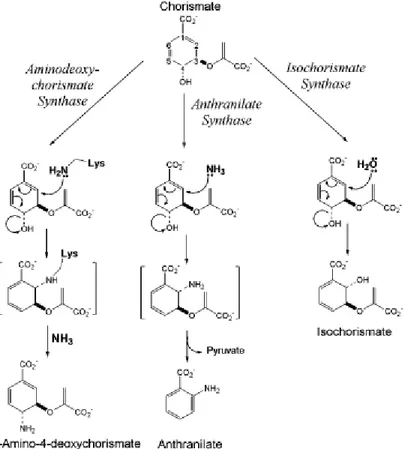 Figura 7:  Conservazione del meccanismo fra i tre enzimi omologhi utilizzanti corismato AS,  ADCS e IS.