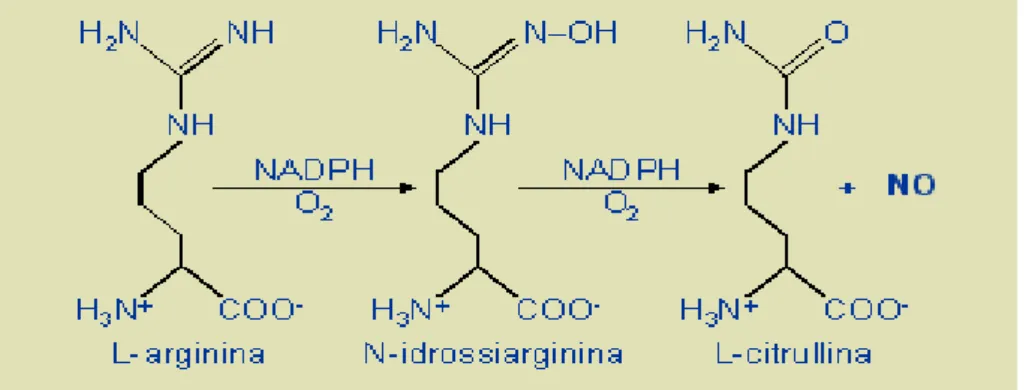 Figura 1. Sintesi di NO a partire dall'L-arginina. 