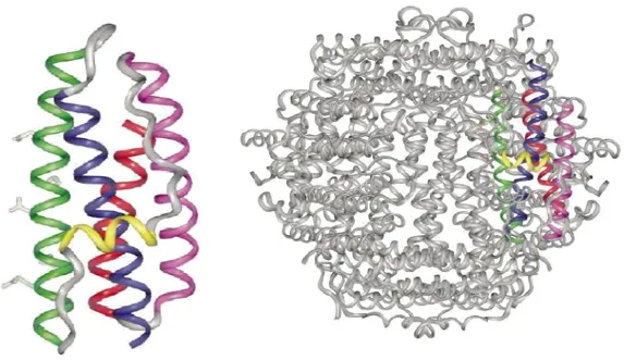 Figura 3.1: A sinistra è illustrato il monomero della proteina HP-NAP che oligomerizza a dodecamero  come raffigurato a destra 