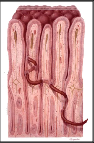Fig. 4.1: A sinistra, evidenze istologiche dell’adulto di  Trichinella nell’intestino di topo infetto; a destra, immagine  rappresentativa della parassitosi intestinale