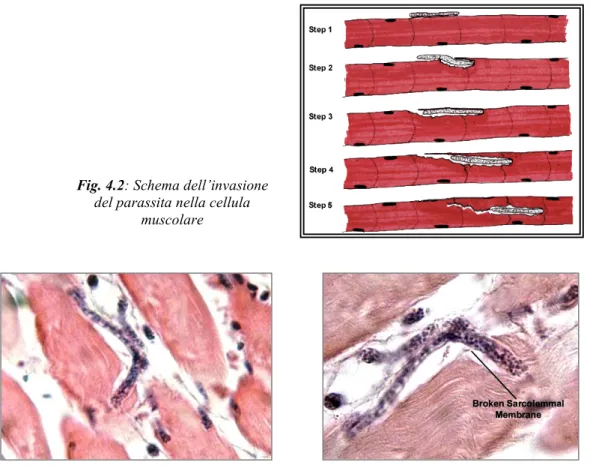 Fig. 4.3: Immagini di Trichinella spp. che penetra nella cellula ospite Fig. 4.2: Schema dell’invasione 