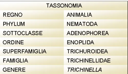 Fig. 4.5:  Tassonomia del genere Trichinella 