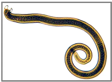 Fig. 4.9: Morfologia della larva  