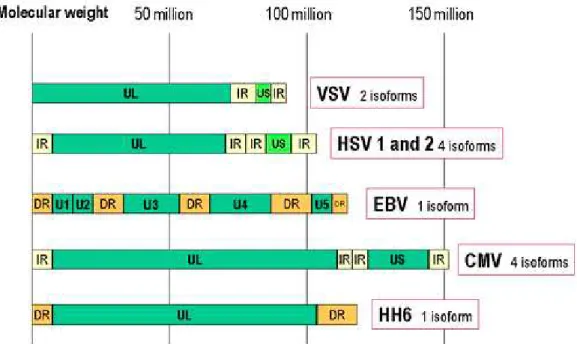 Figura 3.2 - Organizzazione genomica dei principali membri della famiglia Herpesviridae  (http://pathmicro.med.sc.edu/virol/genomes1.jpg) 